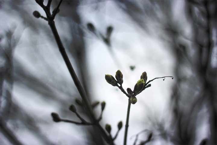 Spring Buds